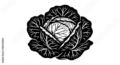 Stylized black and white vector illustration of a fresh cabbage. Vector