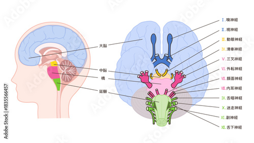 12脳神経と正中矢状断のイラスト_下から見た図は起始部が分かりやすいように中脳あり