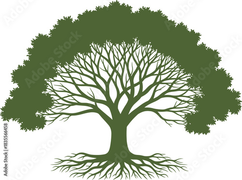 Majestic oak tree symbolizing growth life and nature's resilience with intricate branches and roots isolated on white background