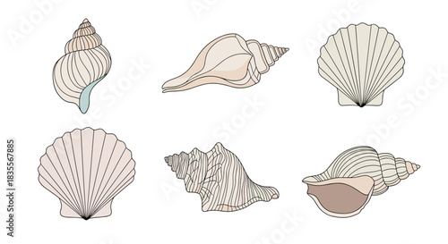 Collection of six beautifully detailed seashell illustrations in a delicate line art style with subtle pastel color accents for a beachy vibe.