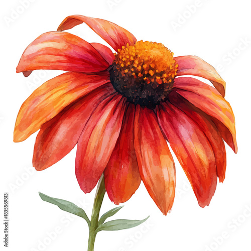 watercolor graphic of Rudbeckia Flower, isolated on a white background.
