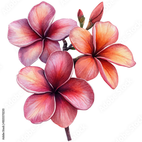 Plumeria Rubra, beautiful watercolor illustration with vivid colors and detailed vector style, isolated on a white background.