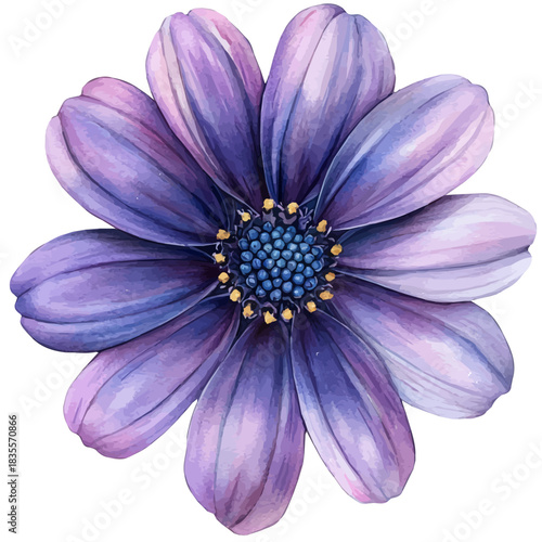 Osteospermum Ecklonis Flower, charming watercolor vector with soft tones and graceful design, isolated on a white background.