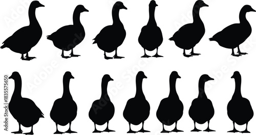 Set of Wild Goose Waterfowl Vector Silhouettes, Domestic Duck or Swan Drawing, Black Water Bird Collection, Fauna Wildlife Illustration Design Element on White Background