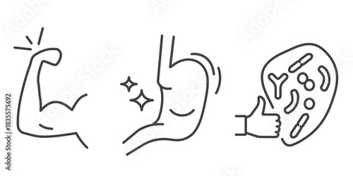 Strong and healthy icon set isolated on transparent background. Includes good immunity, strong body, healthy stomach, and beneficial bacteria symbols in clean linear style. Editable stroke.