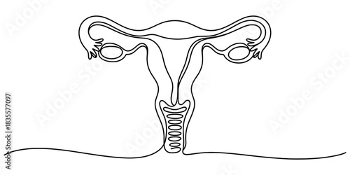 Continuous line drawing of the human female reproductive system: uterus, fallopian tubes, ovaries, cervix, vagina. healthcare education. Vector, illustration