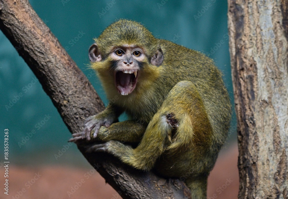 Obraz premium Gabon talapoin