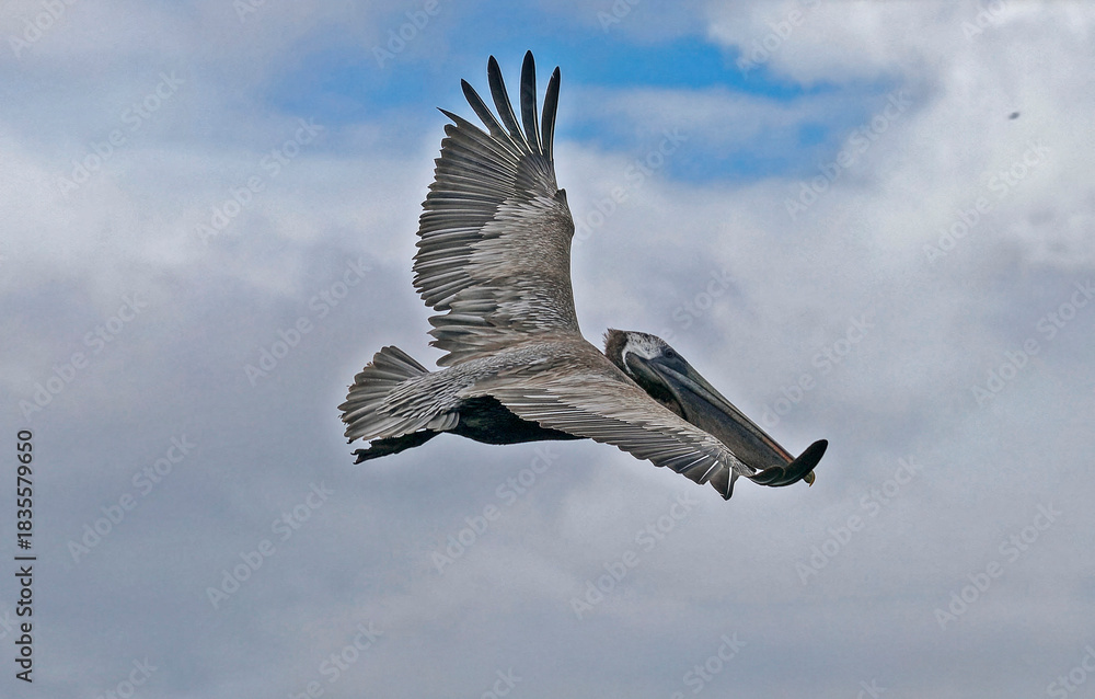 Obraz premium Brown pelican