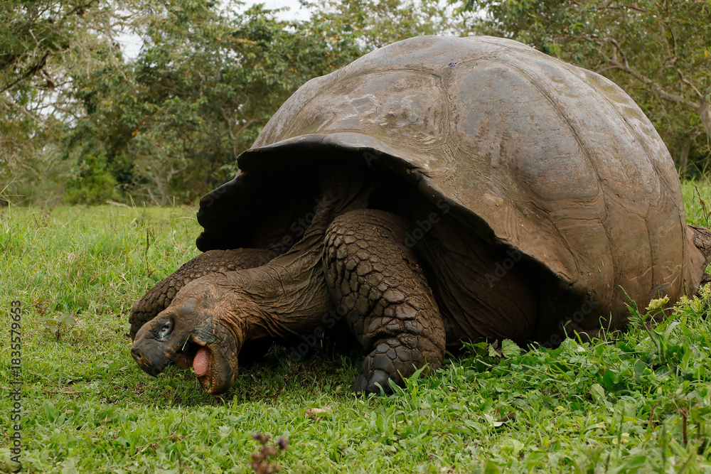Fototapeta premium Galápagos giant tortoise
