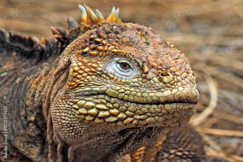 Galapagos land iguana