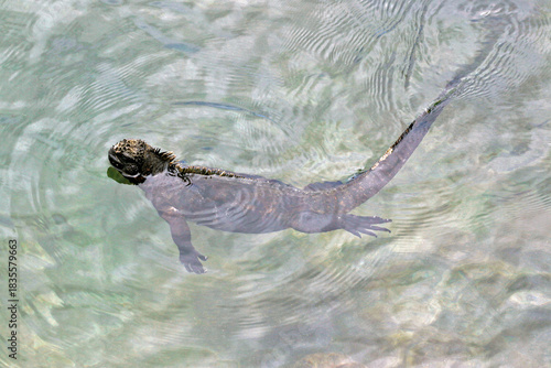 Marine iguana in the water