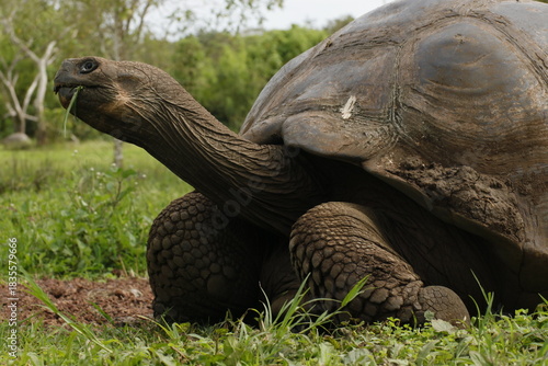 Galápagos giant tortoise