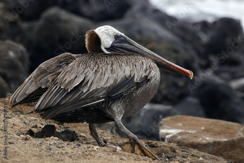 brown pelican on the beach