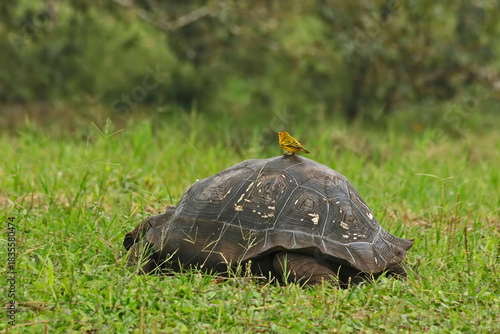 Galápagos giant tortoise