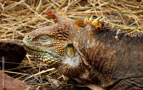 galapagos land iguana and lizard