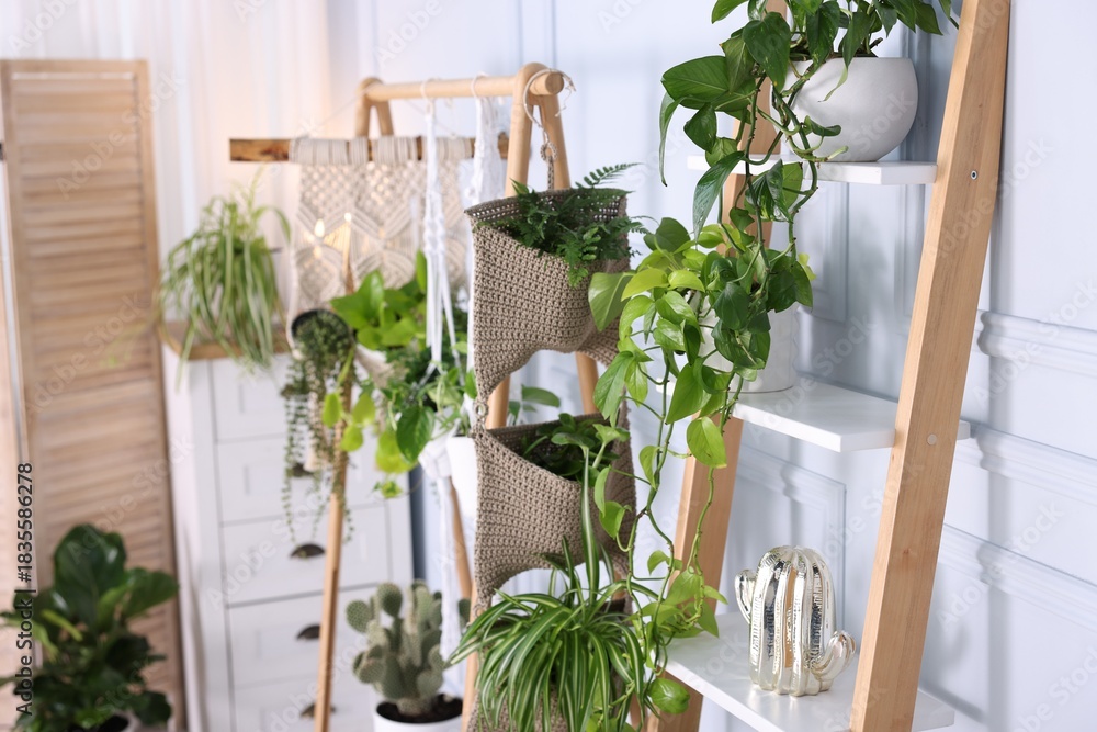 Fototapeta premium Different potted houseplants on shelving unit indoors