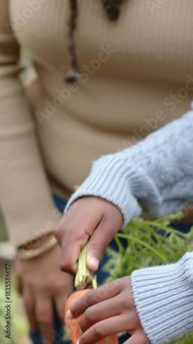 Vertical video: Gripping carrot tops, child pulling carrot from raised bed, woman guiding harvest