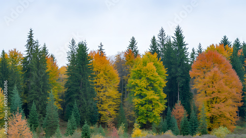 View of mixed forest with autumn colors and evergreen trees above