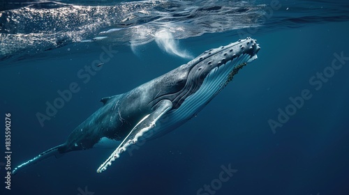 Wallpaper Mural Humpback Whale Collection: Assorted Humpback Whale Shots (Close-Ups, Breeching, Gliding, Swimming) in Ocean Settings (Clear Blue Water, Sunset Skies, Deep Dark Seas) for Marine Wildlife, Nature, and A Torontodigital.ca