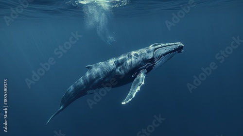 Wallpaper Mural Humpback Whale Collection: Assorted Humpback Whale Shots (Close-Ups, Breeching, Gliding, Swimming) in Ocean Settings (Clear Blue Water, Sunset Skies, Deep Dark Seas) for Marine Wildlife, Nature, and A Torontodigital.ca