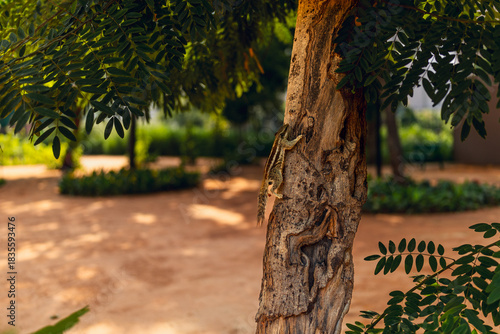 Indian Palm Squirrel on Tree in Sunlit Park – Wildlife of India
