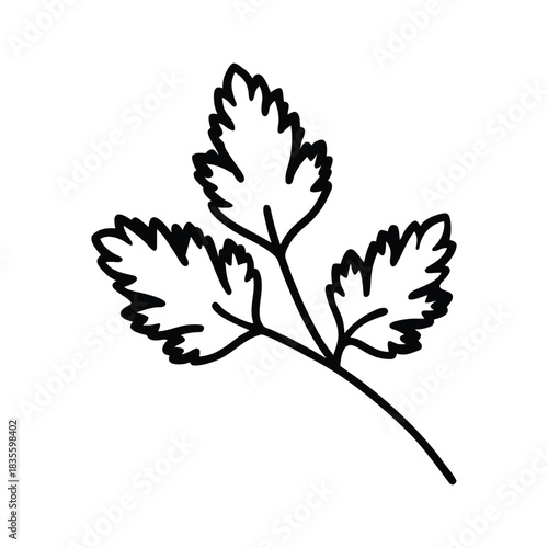 Cilantro leaf line art featuring minimal black and white coriander botanical design Vector illustration