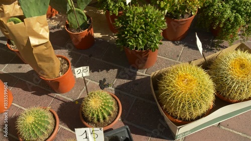 Golden Barrel Cactus Plants for Sale on Provencal Market