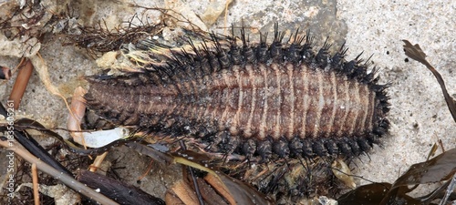 Seemaus am Nordseestrand