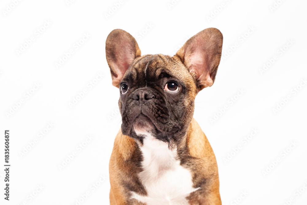 Fototapeta premium french bulldog puppy isolated