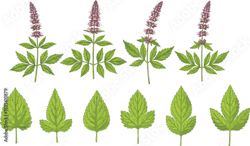 Botanical illustration of flowering plants and leaves, herbal foliage, plant anatomy, leaf morphology, nature study, educational flora, vintage botanical art