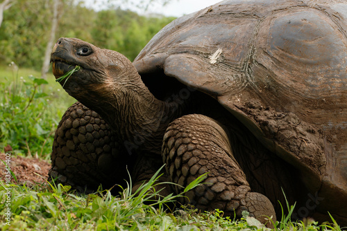 Galápagos giant tortoise