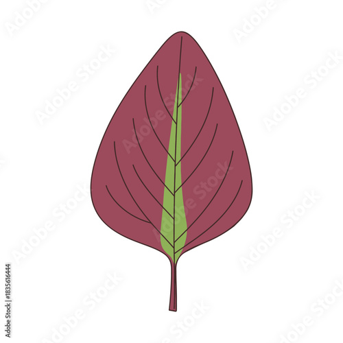 amaranth leaf vector illustration