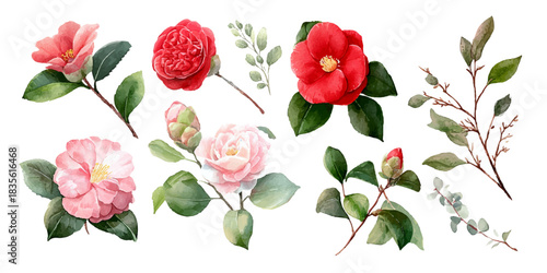 Collection of delicate watercolor illustrations of camellia flowers and branches with green leaves