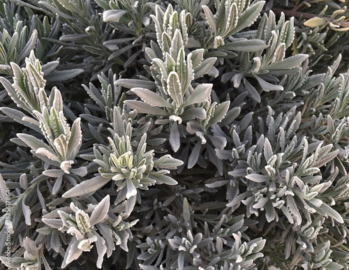 full-field view of a large quantity of aromatic herbs