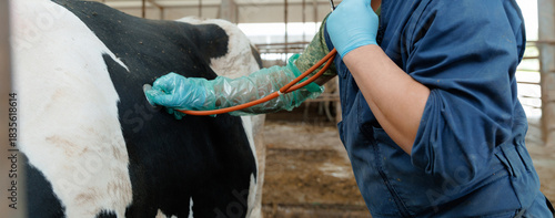 Fotografija Veterinarian examining dairy cow with stethoscope in barn environment