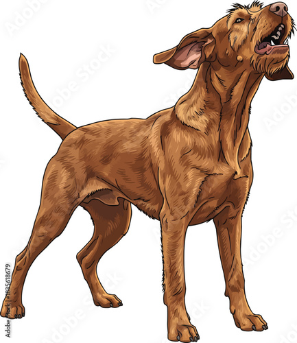 Hungarian Wirehaired Vizsla dog barking aggressive stance 