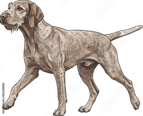 Hungarian Wirehaired Vizsla dog walking trotting movement