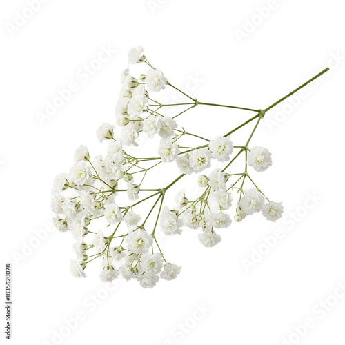 Delicate white baby s breath flowers with tiny blossoms on a thin stem presented as an isolated object on transparent background isolated on transparent background
