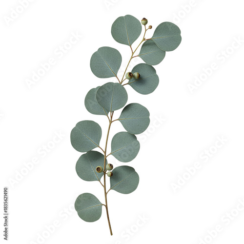 Bild auf Leinwand A delicate sprig of eucalyptus with round silvery green leaves isolated on a tra