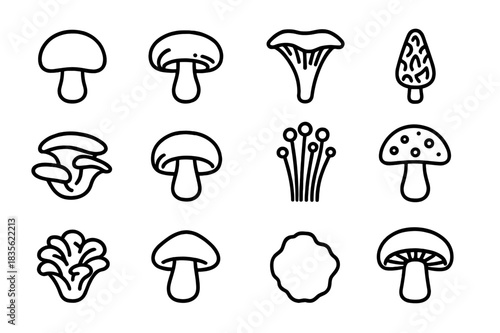 Mushroom Icon Set. Mushroom Species. Line icon set of Mushroom Species: button mushroom, shiitake, chanterelle, morel, oyster mushroom, porcini, enoki, fly