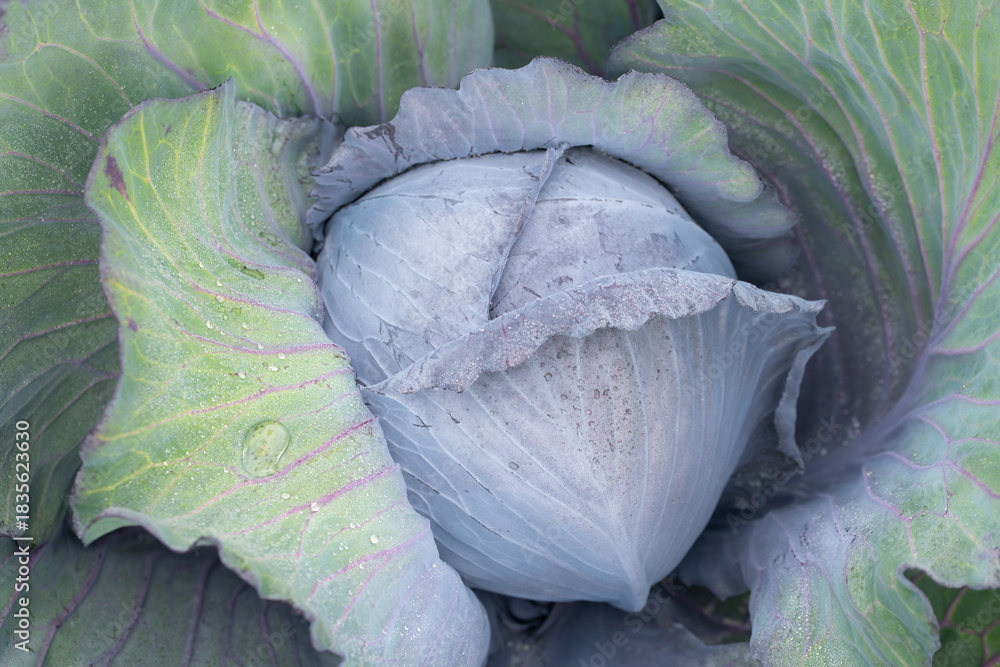 Obraz premium Close-up of a head of red cabbage growing in a field. Dewdrops lie on the plant.