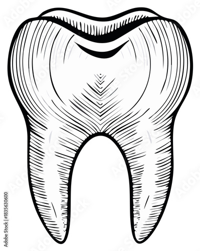 Vintage Engraved Molar Tooth Illustration Classic Woodcut Medical Art
