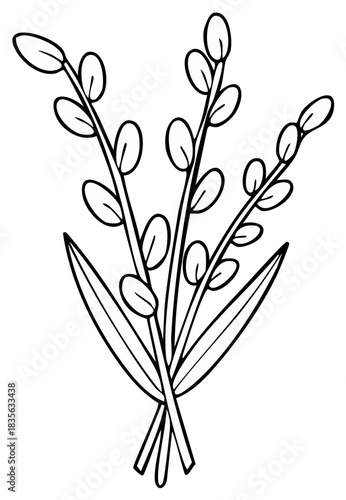 Black and White Outline Pussy Willow Branches Hand Drawn Spring Botanical Illustration