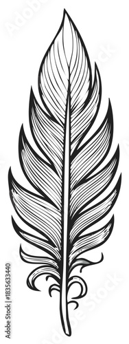 Detailed hand-drawn illustration of a feather with intricate design
