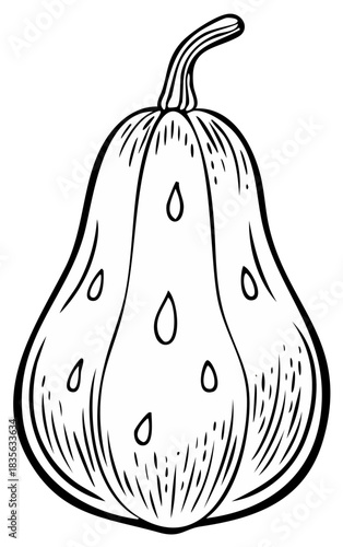 Outlined illustration of a squash with a curved stem and teardrop details