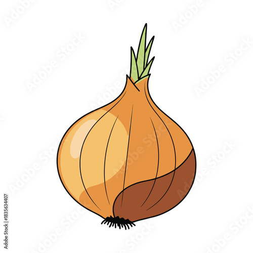 onion bulb vegetable vector illustration