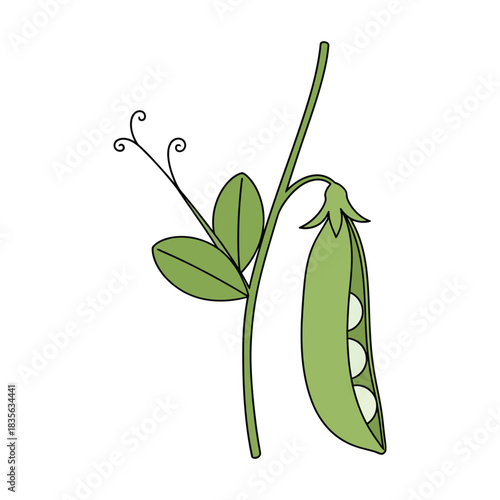 snow pea vegetable vector illustration