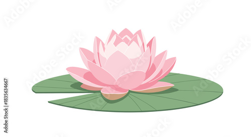 Beautiful pink water lily or lotus flower in full bloom, resting on a large green lily pad, isolated on a white background.