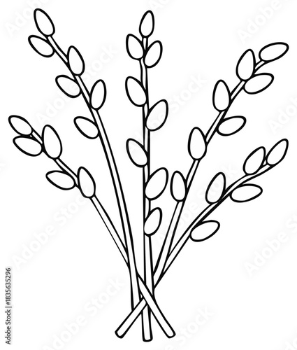 Illustration of pussy willow branches, springtime blossom, hand drawn.