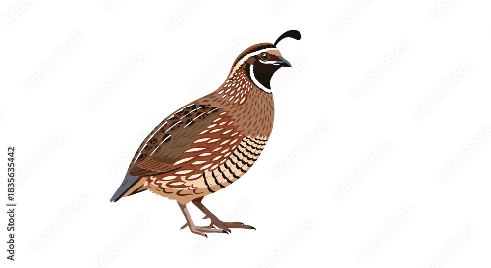 Fototapeta premium Detailed and realistic vector illustration of a California quail bird with its characteristic topknot, standing on a white background.